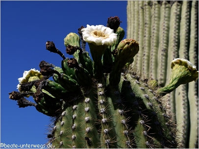Saguaro Kaktus Bluete