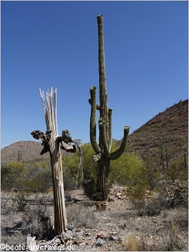 crested Saguaro