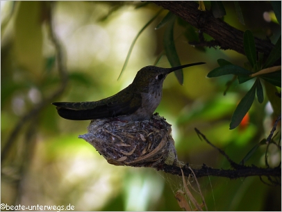 Hummingbird/Kolibri