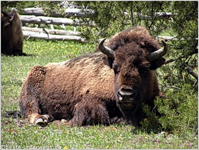 Bisons im Yellowstone National Park