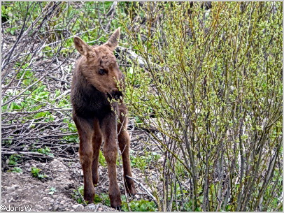 Elch-Baby im Grand Teton National Park