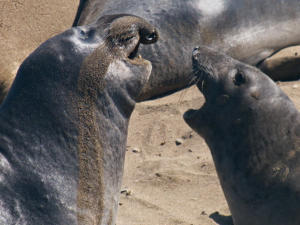 See-Elefanten bei Piedras Blancas, CA