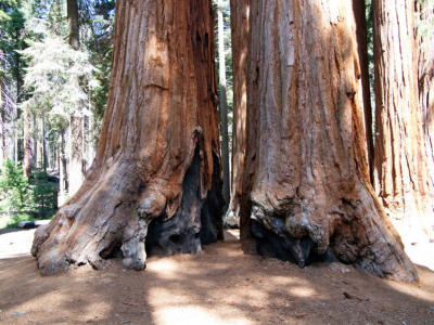 Parker Group, Sequoia National Park, CA