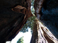 Parker Group, Sequoia National Park, CA