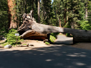 Tunnel Log, Sequoia National Park, CA