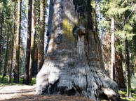Crescent Medows, Sequoia National Park, CA