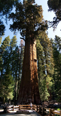 General Sherman Tree, Sequoia NP, CA