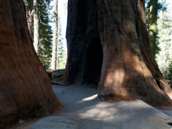 Sherman Tree Trail, Sequoia NP, CA
