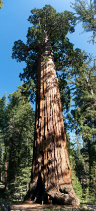 General Grand Tree, Kings Canyon NP, CA
