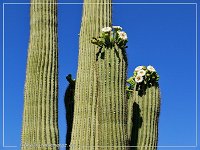 Saguaro NP