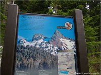 Mt. Rainier Pinnacle Pine Trail. Rainier