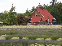Sequim Lavender Farms