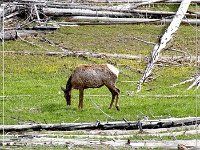 Yellowstone NP - Tiere