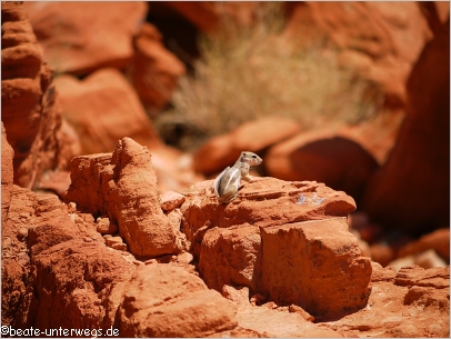 Erdmännchen im Valley of Fire SP