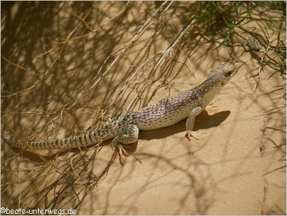 Weißer Lizzard am White Dome Trail im Valley of Fire SP