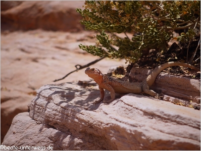 Lizzard am White Dome Trail im Valley of Fire SP
