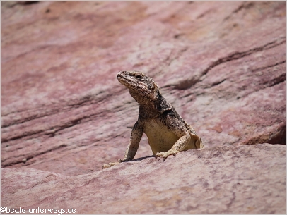 Lizzards am White Dome Trail im Valley of Fire SP
