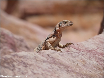 Lizzards am White Dome Trail im Valley of Fire SP