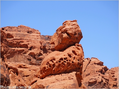 Katze im Valley of Fire SP