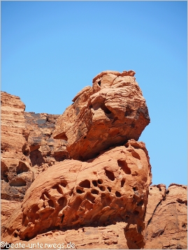 Katze im Valley of Fire SP