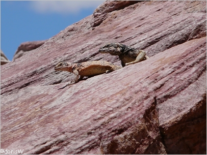 Lizzards am White Dome Trail im Valley of Fire SP