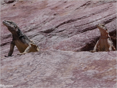 Lizzards am White Dome Trail im Valley of Fire SP