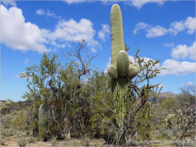 Saguaro