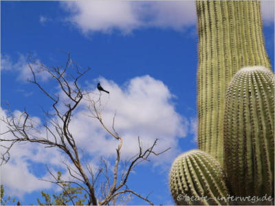 Saguaro