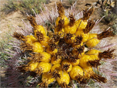 Barrel Cacti