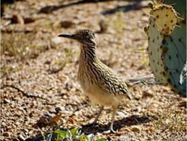 Roadrunner