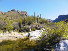 Bear Canyon Trail 