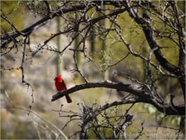 Northern Cardinal