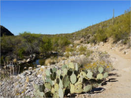 Bear Canyon Trail 