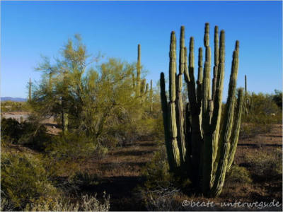 Organ Pipe NM - Puerto Blanco Drive