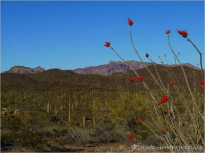 Organ Pipe NM - Puerto Blanco Drive