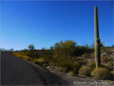 Organ Pipe Cactus NM - Puerto Blanco Drive
