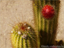 Mission San Xavier del Bac