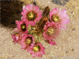 Mission San Xavier del Bac