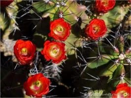 Mission San Xavier del Bac