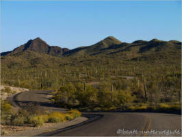 Organ Pipe Cactus NM - Puerto Blanco Drive