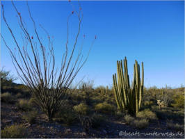 Organ Pipe Cactus NM - Puerto Blanco Drive