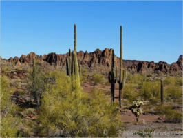 Ten Miles Wash - near Ajo, AZ
