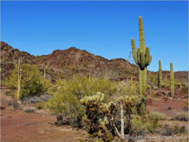Ten Miles Wash - near Ajo, AZ