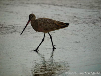 Santa Monica, CA - Venice Beach