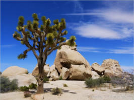 Joshua Tree NP, CA
