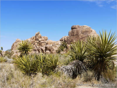 Hidden Canyon Trail - Joshua Tree NP, CA