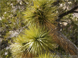 Hidden Canyon Trail - Joshua Tree NP, CA