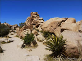 Hidden Canyon Trail - Joshua Tree NP, CA