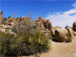 Hidden Canyon Trail - Joshua Tree NP, CA