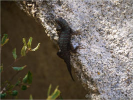 Lizzard -  Joshua Tree NP, CA